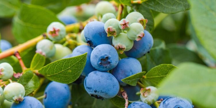 O mirtilo é uma das frutas com maior concentração de antocianinas, flavonoides que neutralizam radicais livres e reduzem a inflamação celular - Créditos: depositphotos.com / mitchdhutchinson