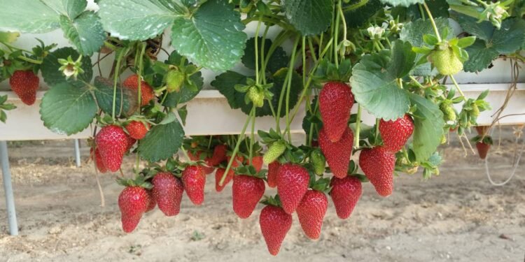 Rico em fibras solúveis e antioxidantes, o morango auxilia na redução do colesterol LDL, melhora a sensibilidade à insulina - Créditos: depositphotos.com / maristos