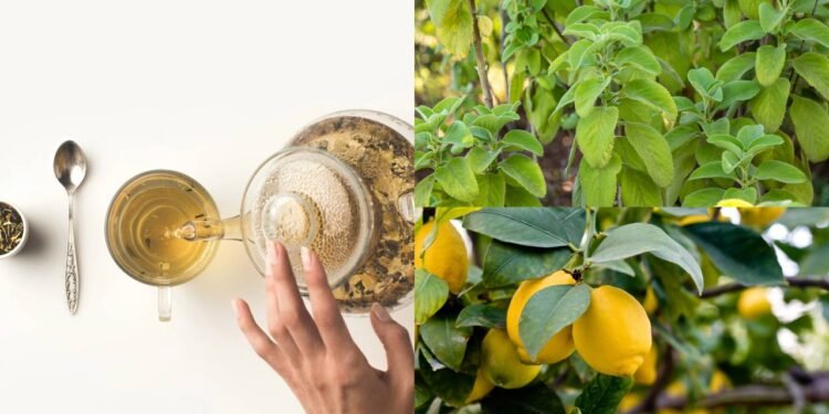 A combinação de limão e boldo resulta em uma bebida funcional e refrescante - Créditos: depositphotos.com / sochodolak.pa@gmail.com / Créditos: depositphotos.com / AntonMatyukha / Créditos: depositphotos.com / LuisaGrancha