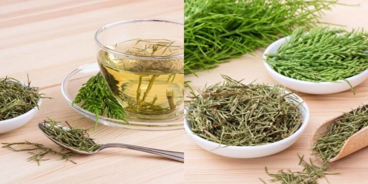 A capacidade da cavalinha de atuar como um diurético natural é sua propriedade mais reconhecida - Créditos: depositphotos.com / coramueller / Créditos: depositphotos.com / coramueller