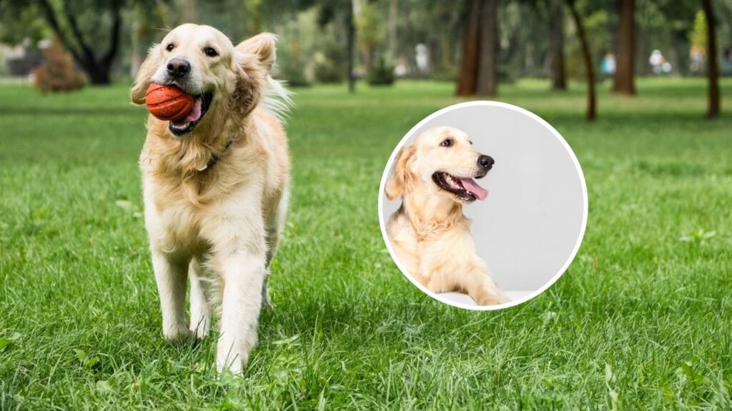 10 sinais adoráveis de que seu cachorro está feliz, segundo especialistas