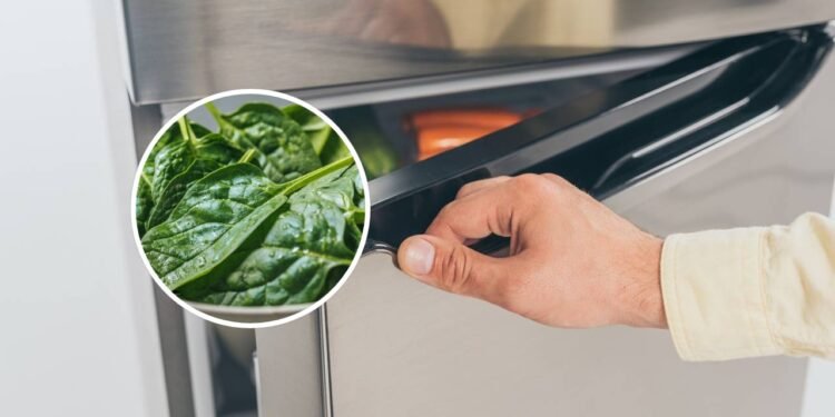 Não guarde espinafre na geladeira antes de fazer esta verificação rápida