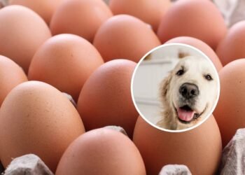 Os melhores alimentos para Golden Retrievers no dia a dia