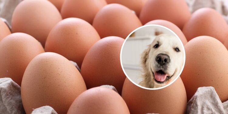Os melhores alimentos para Golden Retrievers no dia a dia