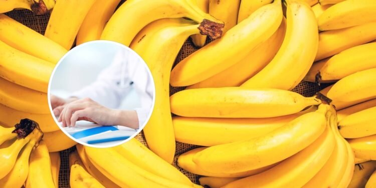 As bananas são boas para você? Esses são os prós e contras