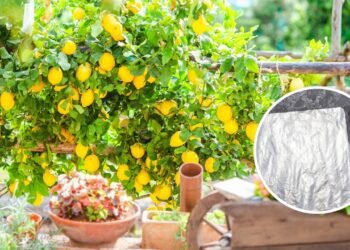 O truque do papel alumínio que está deixando os limoeiros mais fortes e produtivos