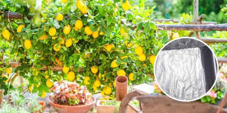 O alumínio reflete luz para as folhas inferiores do limoeiro, promovendo uma fotossíntese mais uniforme - Créditos: depositphotos.com / d.travnikov / Créditos: depositphotos.com / sir2701