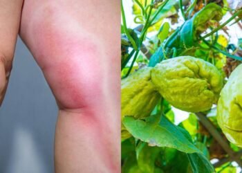 O vegetal mais poderoso para a saúde que médicos indicam para quem sofre com inchaço e pressão alta