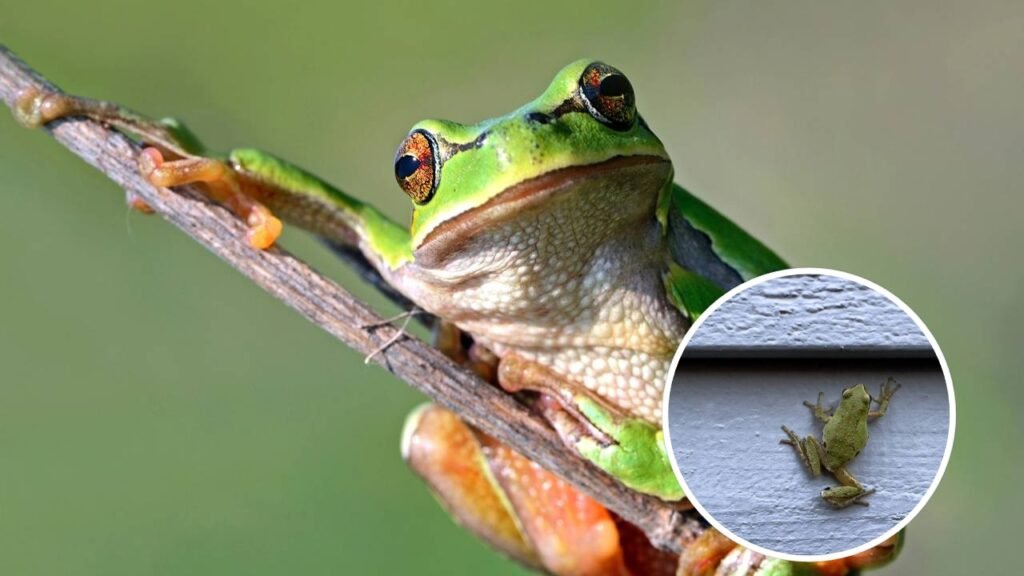 O que significa quando sapos aparecem na sua casa