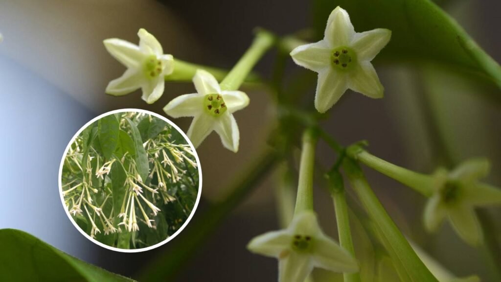 A planta que deve ser plantada em novembro para desfrutar do seu aroma durante todo o ano
