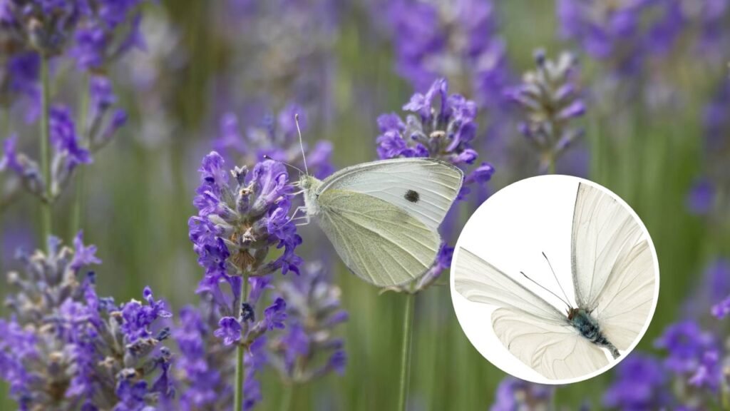 O que significa quando uma borboleta branca aparece em sua casa