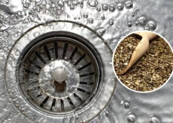 Por que recomendam jogar orégano no ralo e quais benefícios isso traz