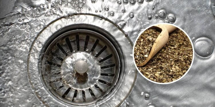 Por que recomendam jogar orégano no ralo e quais benefícios isso traz