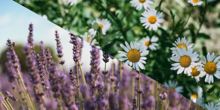 A mistura dessas 2 ervas pode fazer uma bebida poderosa que acaba com a sua ansiedade