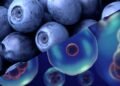 A fruta rica em antioxidantes que ajuda a proteger as células do envelhecimento precoce