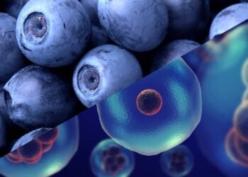 A fruta rica em antioxidantes que ajuda a proteger as células do envelhecimento precoce