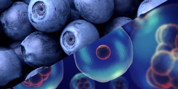 A fruta rica em antioxidantes que ajuda a proteger as células do envelhecimento precoce