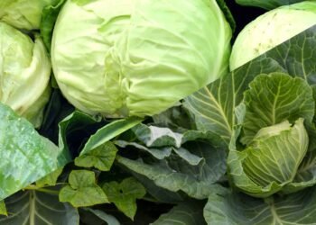 Esse vegetal amargo está conquistando médicos por cuidar do fígado e do coração