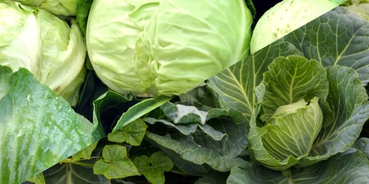 O repolho possui compostos sulfurados, como glucosinolatos e isotiocianatos - Créditos: depositphotos.com / zenpix / Créditos: depositphotos.com / Wassiliy
