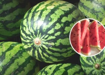 Poucos sabem por que você deve comer algumas sementes pretas de melancia