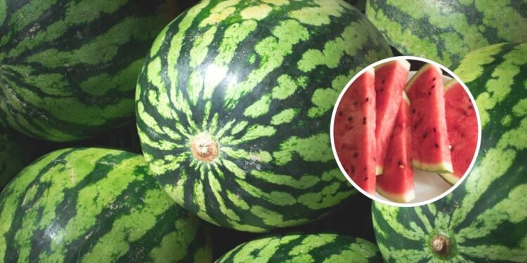 Poucos sabem por que você deve comer algumas sementes pretas de melancia