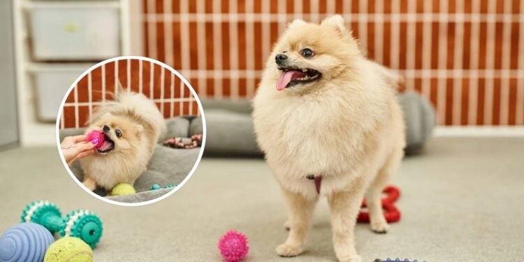 A única cor de brinquedo que você nunca deve comprar para seu cachorro