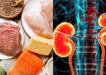 Como o excesso de proteína pode afetar o funcionamento dos rins?