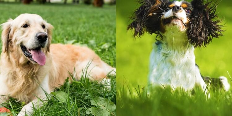 Essas raças fáceis de cães são perfeitas para donos de primeira viagem