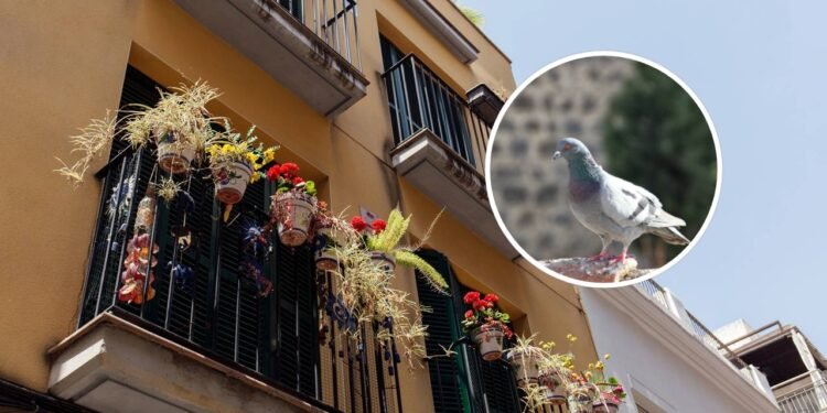 Poucos sabem qual a finalidade de pendurar garrafas plásticas na varanda