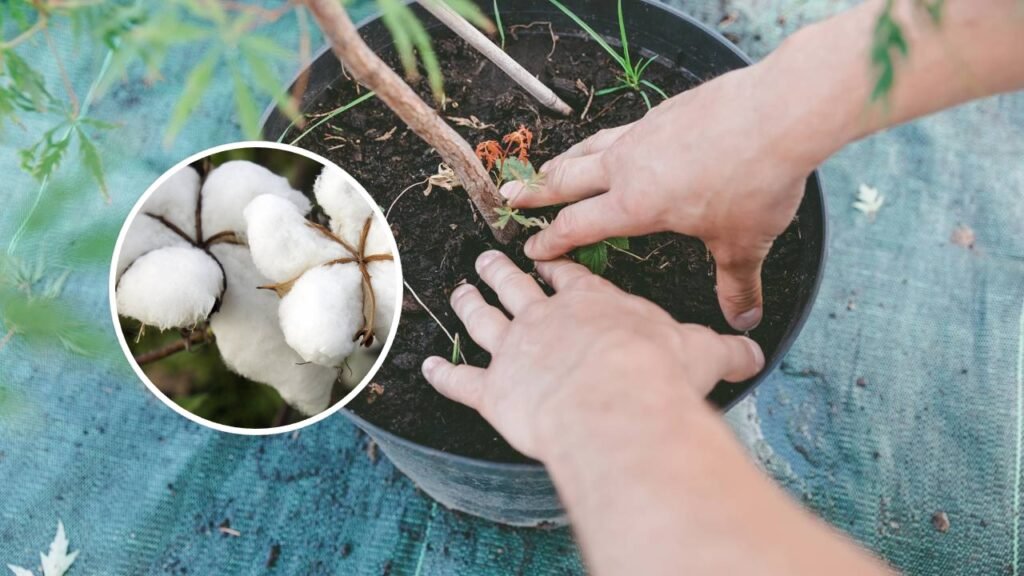 Poucos sabem qual o sentido de enterrar algodão no vaso da língua da sogra