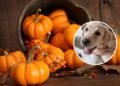 Abóbora é segura para cachorros? Isso é o que especialistas dizem
