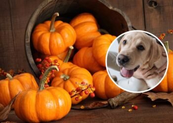 Abóbora é segura para cachorros? Isso é o que especialistas dizem