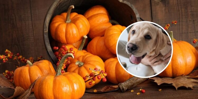 Abóbora é segura para cachorros? Isso é o que especialistas dizem
