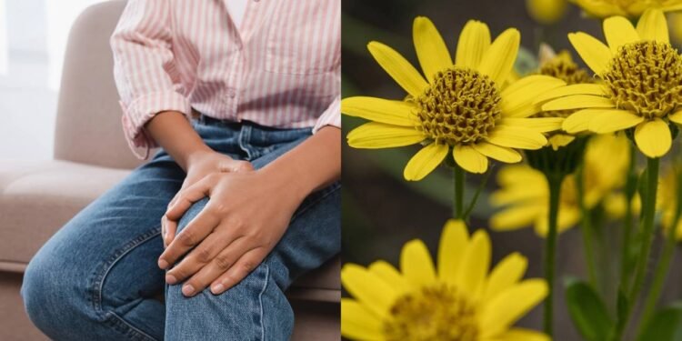 O extrato de arnica é reconhecido por sua capacidade de aliviar dores musculares - Créditos: depositphotos.com / hiperdino67 / Créditos: depositphotos.com / IgorVetushko