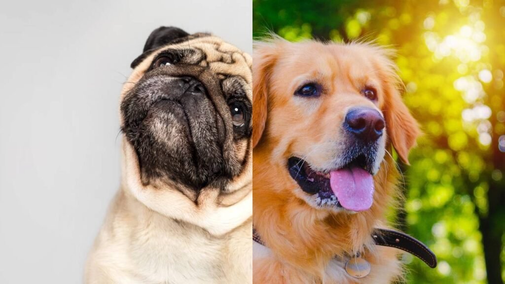 O que significa quando seu cão olha para você e pisca, de acordo com especialistas em comportamento canino