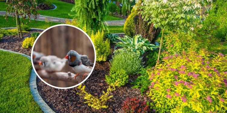 As formas práticas de atrair pássaros para o seu jardim