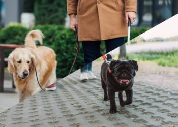 O que seu cão sente quando você o leva para passear, de acordo com especialistas em comportamento canino