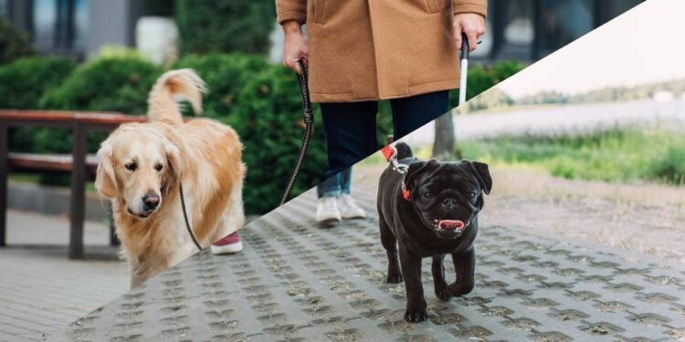 O que seu cão sente quando você o leva para passear, de acordo com especialistas em comportamento canino
