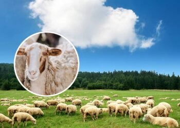 Qual é o coletivo de ovelhas?