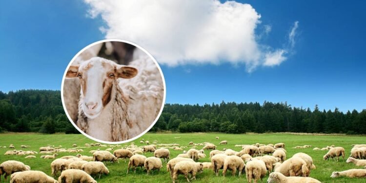 Qual é o coletivo de ovelhas?