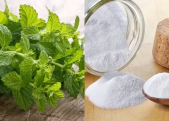 Poucos sabem para que serve misturar hortelã e bicarbonato de sódio