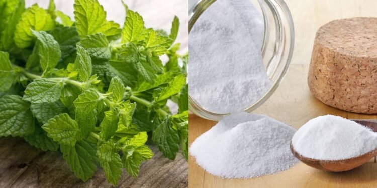 Poucos sabem para que serve misturar hortelã e bicarbonato de sódio