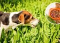 O que significa para o seu cão comer grama sempre que vai passear