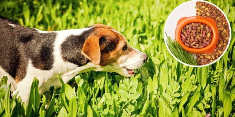 O que significa para o seu cão comer grama sempre que vai passear