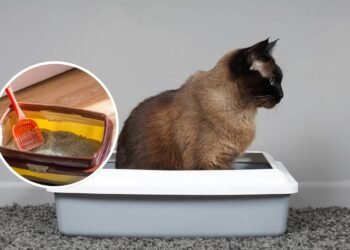 Qual o melhor tipo de caixa de areia para gatos