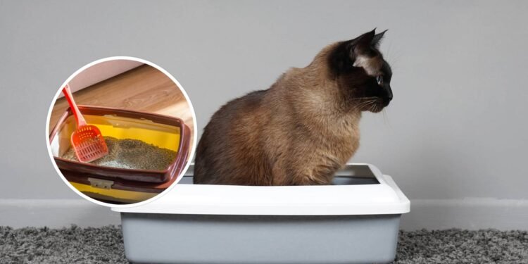 Qual o melhor tipo de caixa de areia para gatos