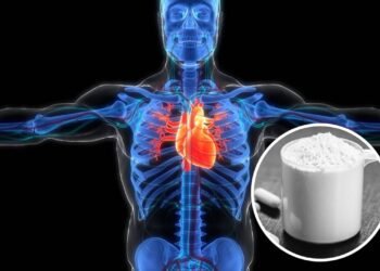 O que acontece no seu coração quando se toma creatina?