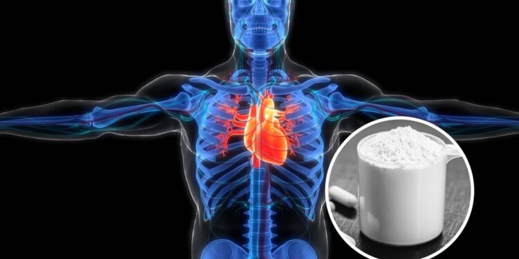 O que acontece no seu coração quando se toma creatina?