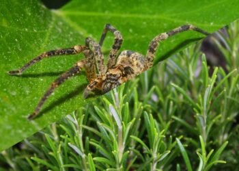 As plantas aromáticas que deixam a casa perfumada e livre de aranhas