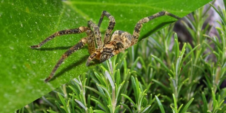 Determinadas espécies de plantas se destacam quando o assunto é manter aranhas longe de casa de forma natural - Créditos: depositphotos.com / nico99 / Créditos: depositphotos.com / MartinaUnbehauen